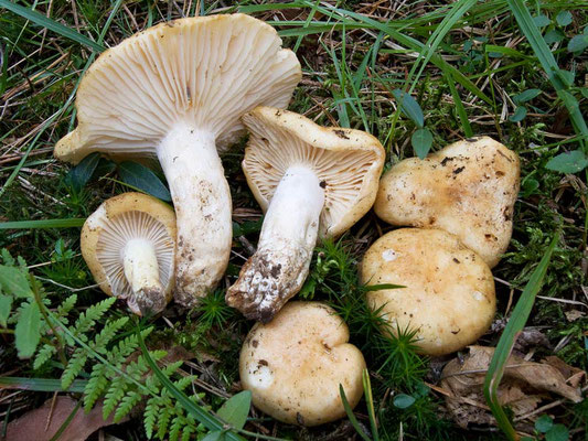 Russula camarophylla Romagn. 1967 (COMMESTIBILE) Foto Emilio Pini 