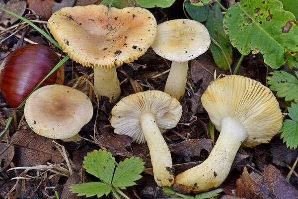 Russula terenopus Romagn. 1952 (COMMESTIBILE) Foto Emilio Pini 