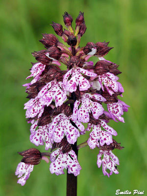 Orchis purpurea