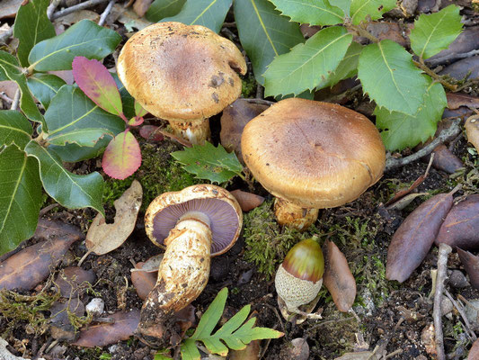 Cortinarius caligatus Malençon (COMMESTIBILE) Foto Emilio Pini
