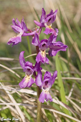 Orchis ovalis x Orchis pauciflora  Regione Toscana
