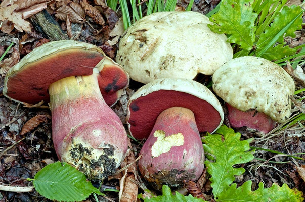 Boletus satanas Lenz (VELENOSO) Foto Emilio Pini