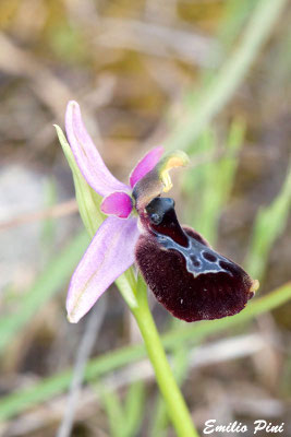 Ophrys apulica x Ophrys bertoloni
