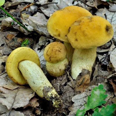Leccinum crocipodium (Letell.) Watling (COMMESTIBILE) Foto Emilio Pini