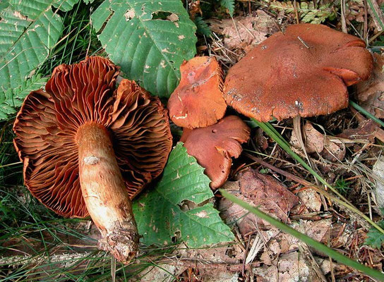 Cortinarius orellanus Fries (MORTALE) Foto Emilio Pini