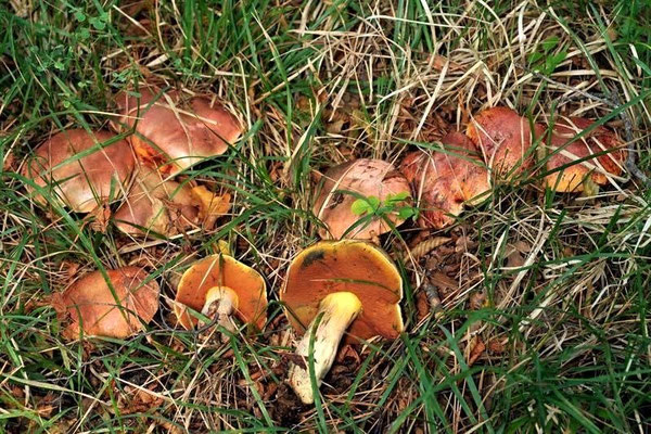 Boletus lupinus Fries (COMMESTIBILE) Foto Emilio Pini