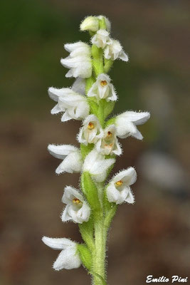 Goodyera repens (Regione Lombardia)