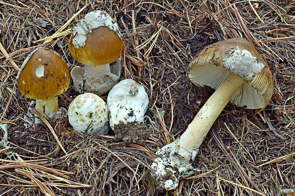 Amanita ceciliae (Berk. & Broome) Bas (COMMESTIBILE) Foto Emilio Pini