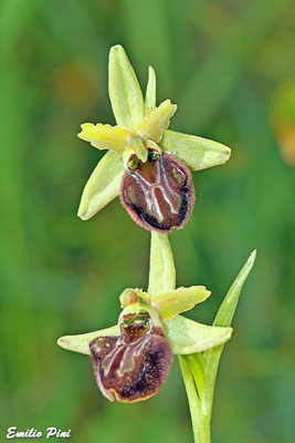 Ophrys classica (Regione Toscana)