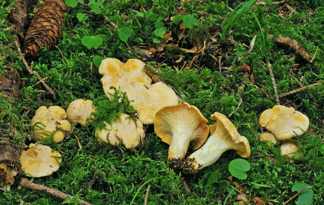 Cantharellus pallens Pilát (COMMESTIBILE) Foto Emilio Pini 