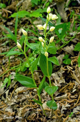 Cephalanthera damasonium