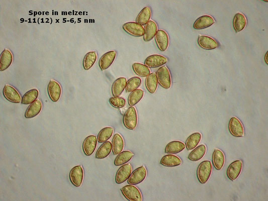 Hebeloma geminatum Beker, Vesterh. & U. Eberh. 2015 (NON COMMESTIBILE) Foto Emilio Pini
