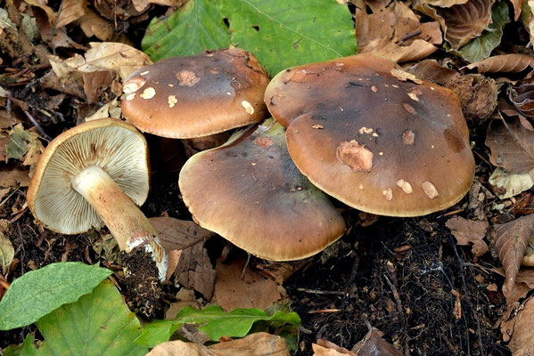 Tricholoma ustaloides Romagn. (NON COMMESTIBILE) Foto Emilio Pini 