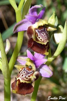 Ophrys apulica (Regione Puglia)