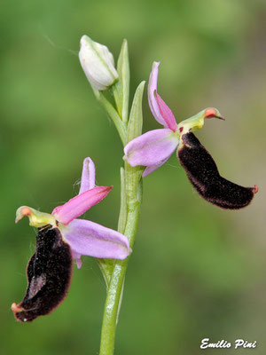 Ophrys benacensis