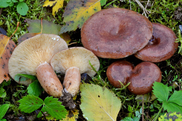 Lactarius hysginus (Fr.) Fr. (NON COMMESTIBILE) Foto Emilio Pini 