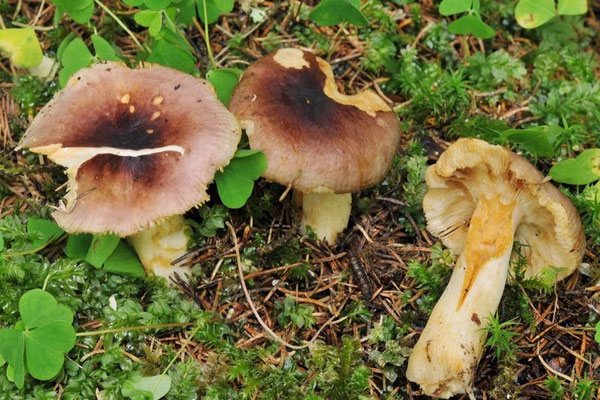 Russula puellaris Fr. 1838 (COMMESTIBILE) foto Emilio Pini