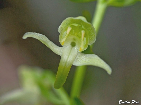 Platanthera chlorantha (Regione Lombardia)