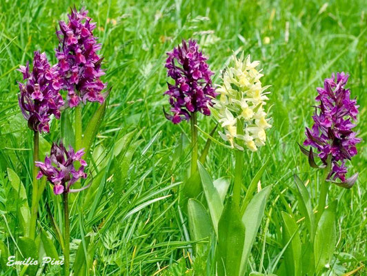 Dactylorhiza sambucina