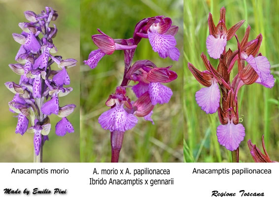 Anacamptis morio x Anacamptis papilionacea                             Regione Toscana