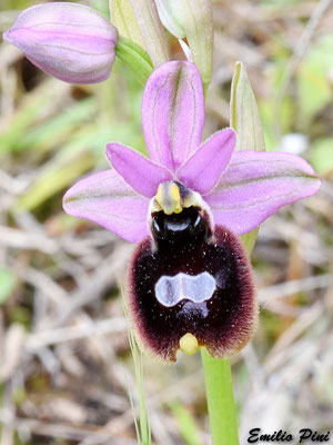 Ophrys neglecta x Ophrys bertoloni Regione Puglia