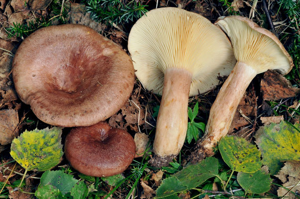 Lactarius hysginus (Fr.) Fr. (NON COMMESTIBILE) Foto Emilio Pini