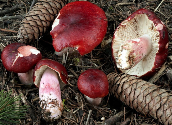 Russula rhodopus Zvára 1927 (NON COMMESTIBILE) Foto Emilio Pini 