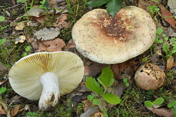 Russula seperina Dupain 1912 (COMMESTIBILE) Foto Emilio Pini