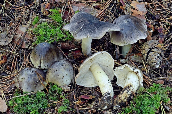 Tricholoma portentosum (Fr.) Quél. 1873 (COMMESTIBILE) Foto Emilio Pini 