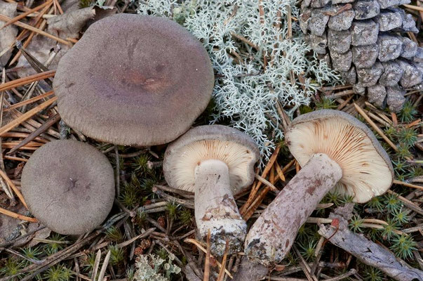 Lactarius mammosus Fr. (NON COMMESTIBILE) Foto Emilio Pini 
