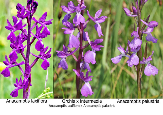 Anacamptis palustris x Anacamptis laxiflora                  Regione Emilia Romagna