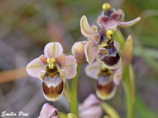 Ophrys neglecta x Ophrys bombiliflora