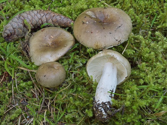 Russula consobrina (Fr.) Fr. 1838 (NON COMMESTIBILE) Foto Emilio Pini