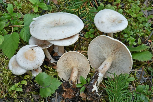 Clitocybe phyllophila (Pers.) P. Kumm. (VELENOSO) Foto Emilio Pini