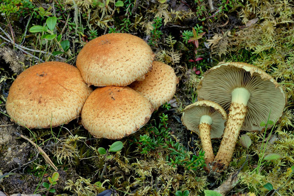  Pholiota lucifera (Lasch) Quélet (NON COMMESTIBILE) Foto Emilio Pini 