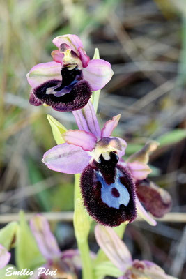 Ophrys bertolonii x Ophrys incubacea