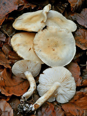 Tricholoma sulphurescens Bres.  (NON COMMESTIBILE) Foto Emilio Pini 