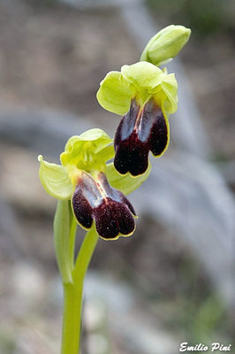 Ophrys lucifera (Regione Toscana-Elba)