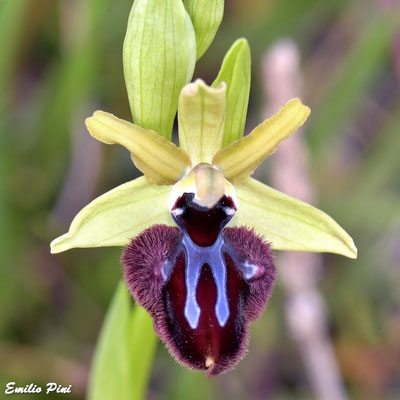 Ophrys incubacea (Regione Veneto)