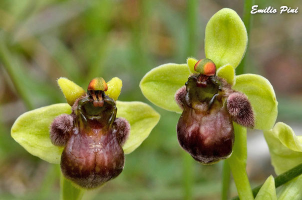 Ophrys bombiliflora (Regione Toscana)
