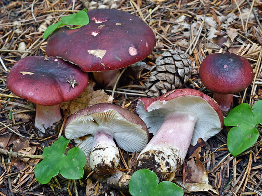Russula torulosa Bres. 1929 (NON COMMESTIBILE) Foto Emilio Pini