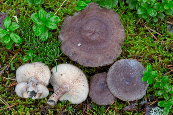 Lactarius mammosus Fr. (NON COMMESTIBILE) Foto Emilio Pini