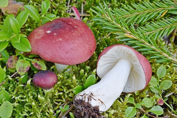Russula aquosa Leclair 1932 (NON COMMESTIBILE) Foto Emilio Pini 