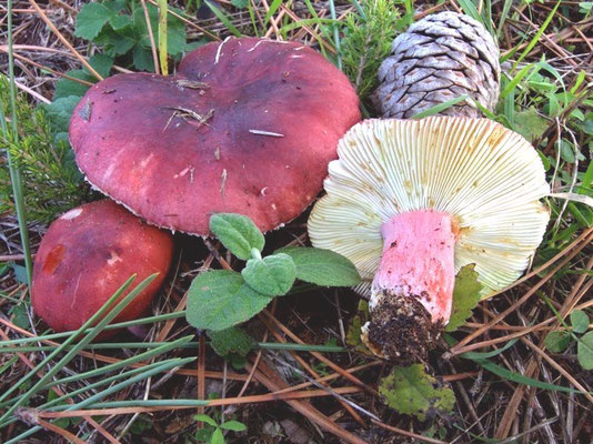 Russula torulosa Bres. 1929 (NON COMMESTIBILE) Foto Emilio Pini