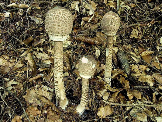 Macrolepiota procera (Scop.) Singer (COMMESTIBILE) Foto Emilio Pini