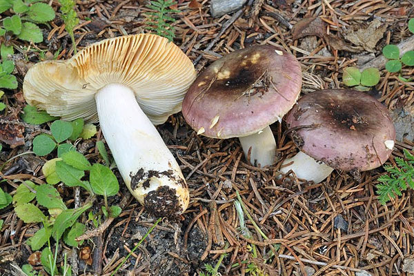 Russula puellaris Fr. 1838 (COMMESTIBILE) foto Emilio Pini