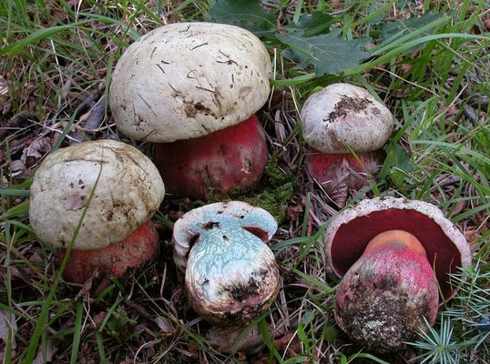 Boletus satanas Lenz (VELENOSO) Foto Emilio Pini