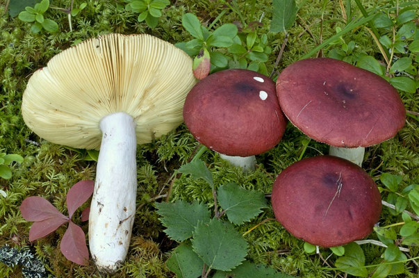 Russula vinososordida Ruots. & Vauras 2000 (COMMESTIBILE) Foto Emilio Pini