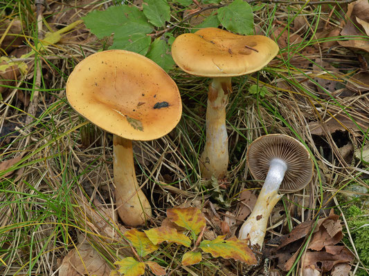 Cortinarius delibutus Fr. (NON COMMESTIBILE)  Foto Emilio Pini