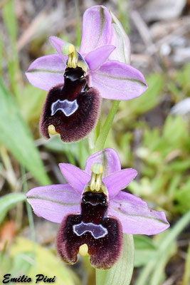 Ophrys neglecta x Ophrys bertoloni Regione Puglia